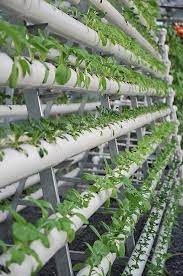 How To Plan Your Vegetable And Herb Garden Whether You Re New To Horticulture Or You Ve Been At It For A Long Ti Vertical Garden Horticulture Vegetable Garden