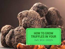 To produce a nice harvest of truffles, you will need a lot of land to be able to plant the number of trees that you'll need. How To Grow Truffles In Your Own Back Garden Properly Rooted