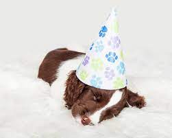 Happy birthday springer spaniel images. Cute English Springer Spaniel Puppy Wearing A Birthday Party Stock Photo Picture And Royalty Free Image Image 48430878