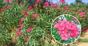 Menemui tumbuhan yang betul untuk menanam ruang hidup anda adalah penting, dan dengan begitu banyak tanaman rumah untuk dipilih, dapat kelihatan menakutkan. Elak Terkena Getah Pokok Bunga Oleander Ia Boleh Menyebabkan Gangguan Fungsi Jantung Impiana