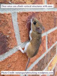 Use this remedy for getting rid of squirrels in walls and attic spaces, as well as for mice. How To Get Rid Of Mice In Walls Tested And Proven Methods To Eliminate Mice From Your House Completely