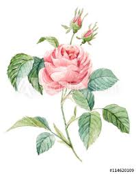 Polish your personal project or design with these botanical transparent png images, make it even more personalized and more. Pink Roses Bush Hand Drawn Watercolor Botanical Illustration Stock Illustration Adobe Stock