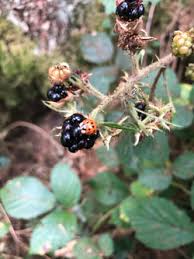 Fruits Rouges Cueillette Produits Fermiers Jura Vente Directe Gaec Aux P Tits Bonheurs