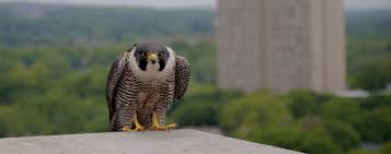 Strong flight with shallow wing beats. Learn About Peregrine Falcons Mass Gov