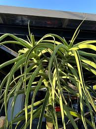 Image result for Aloidendron barberae