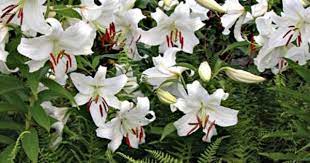 As Time Goes By Casa Blanca Lilies And Ferns White Flower Farm Oriental Lily Lily Pictures