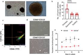 Maybe you would like to learn more about one of these? Characterization And Comparison Of Genomic Profiles Between Primary Cancer Cell Lines And Parent Atypical Meningioma Tumors Cancer Cell International Full Text