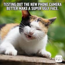 Cat memes are all over the internet and we have picked out the best cat memes for you to look through. 45 Cat Memes You Ll Laugh At Every Time Reader S Digest