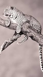 Adorable wallpapers > animal > cheetah backgrounds for iphone (13 wallpapers). Leopard Climbing A Tree Iphone 5s Wallpaper Cheetah On A Branch 640x1136 Wallpaper Teahub Io