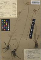 Image result for Cyperus obtusiflorus