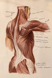 Wikimedia commons has media related to muscles of the human torso. Muscles Of The Trunk An Ecorche Figures Showing A Side View Of The Torso Watercolour By A Mongredien Ca 1880 Wellcome Collection