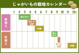 となりのカインズさん