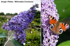 Ideal choice for breaking up long runs of fence. Types Of Butterfly Bushes Including Dwarf Butterfly Bush Plants
