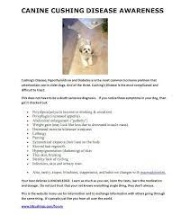Life With Canine Cushing S Disease Lincoln Pet Culture