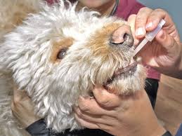 We work with you, side by side, to help your practice flourish. Vets Vaccines Important To Keep Pets Healthy
