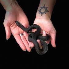 Richard Allen On Instagram Gorgeous Male Black Pine Snake Available At Reptile Rapture Www Reptilerapture Net Only In Wisconsin Pine Snake Reptiles Rapture