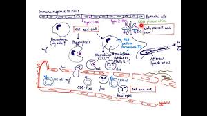 These barriers form the first line of defense in the immune response. Brandl S Basics Innate Immune Response To Virus Youtube