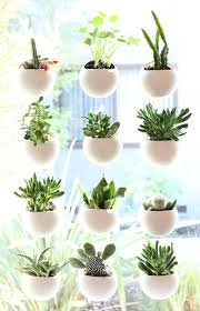 Maybe you would like to learn more about one of these? Small Space House Plant Display Ideas Plant Display Ideas Small Indoor Plants Window Plants