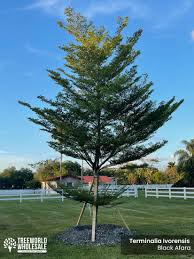 Image result for Terminalia