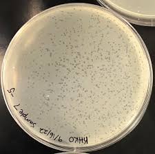 The Actinobacteriophage Database | Phage Dulcita