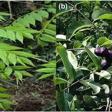 Image result for Clausena