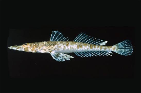 Thysanophrys chiltonae