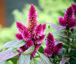 Image result for Celosia elegantissima