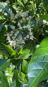 Image result for Tarenna pavettoides