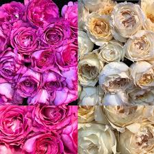 The yves piaget rose blooms again beneath the skilled fingers of the christmas rose, which blooms in the depths of winter, is a hearty flower—with white petals tinged in pink. Pin Auf Modeling Photos