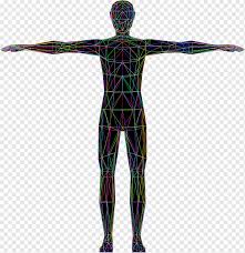 This will keep everything more manageable and give you an introduction to anatomy drawing. Vitruvian Man Human Body Homo Sapiens Drawing Human Anatomy Arm Human Anatomy Png Pngwing