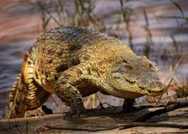 Are There Crocodiles In Cairns? - Cairns-Tours