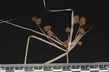 Image result for Oxycaryum