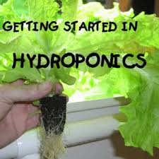 Researchers discovered in the 19th century that. Hydroponics Simple System Grovida Gardening