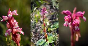 Image result for Satyrium confusum