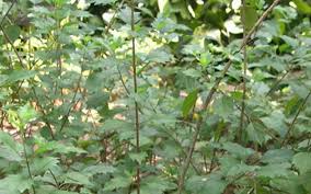 Image result for Acalypha fruticosa