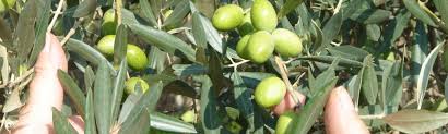 Image result for images picking olive fruits