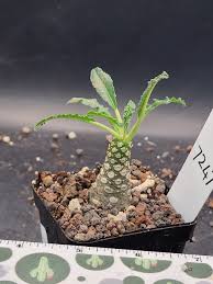 Image result for Dorstenia
