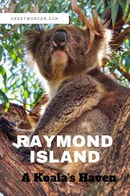 Raymond Island Victoria S Koala Haven Free Two Roam Australia Travel Guide Oceania Travel Australia Travel