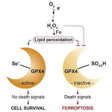 Review gameplay manager formasi 3 bek 6 gelandang!! Selenium Utilization By Gpx4 Is Required To Prevent Hydroperoxide Induced Ferroptosis Cell