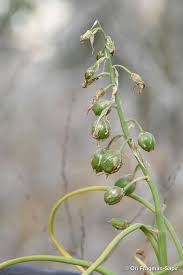 Image result for Ornithogalum flexuosum