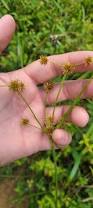 Image result for Rhynchospora holoschoenoides