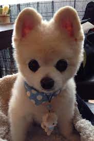 Extremely Cute Puppy Check Keychain Lol Cute Animals Cute Baby Animals Baby Animals