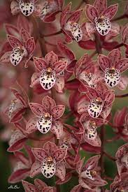Cym Art Mendoza Ashley Unusual Flowers Orchids Art