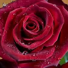 We've gathered more than 5 million images uploaded by our users and sorted them by the most popular ones. Rose With Water Drops Print 5259007 Framed Photos Metal Prints