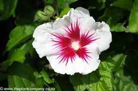Image result for Hibiscus kirkii