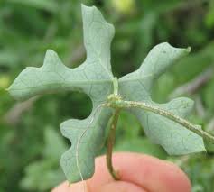 Image result for Coccinia rehmannii