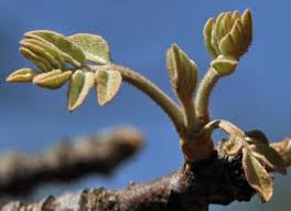 Image result for Lannea discolor