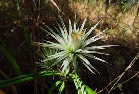 Image result for Macledium sessiliflorum