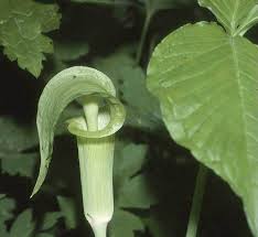 Image result for Arisaema mildbraedii