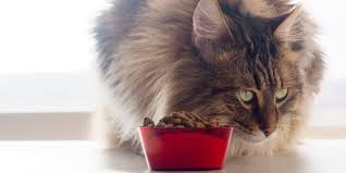How long can cats go without eating? Cat Not Eating 10 Probable Reasons Why Certapet